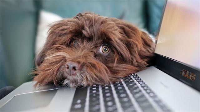 Pies opierający głowę o klawiaturę laptopa